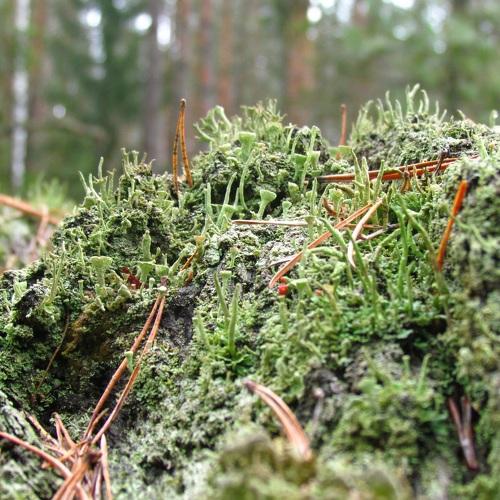 Photo #4303965