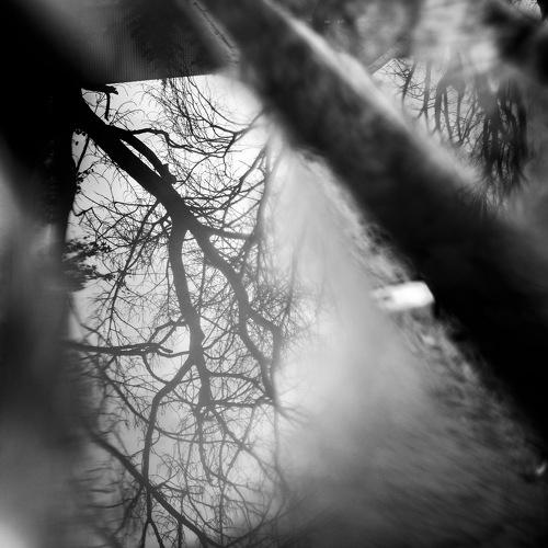 Photo #4304131