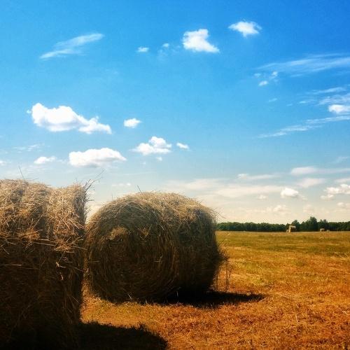 Photo #4304389