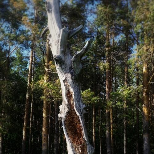 Photo #4304916