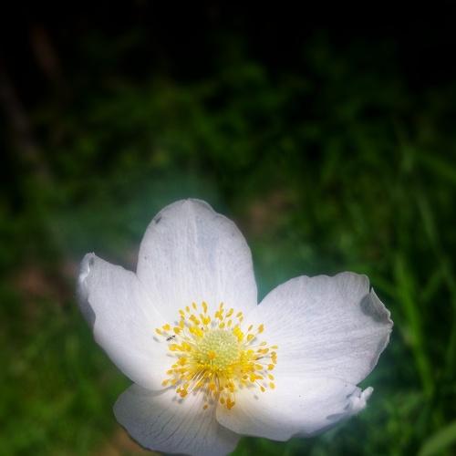 Photo #4305101