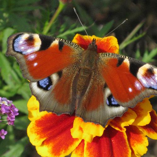 Photo #4305154