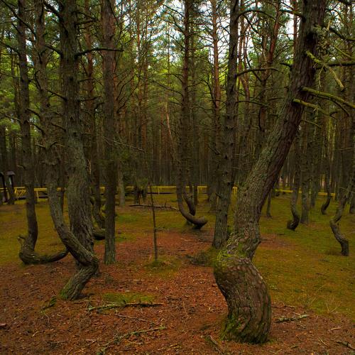 Пляшущий лес