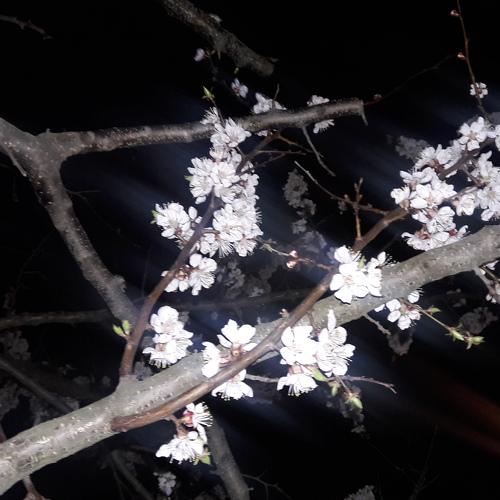 Photo #4306173