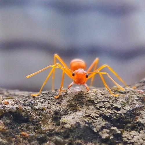 Curious Ant
