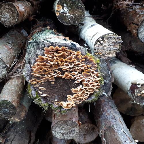 Photo #4308324