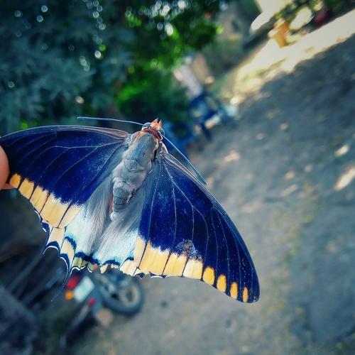 The Moth