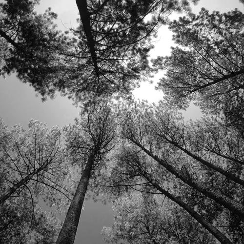 Photo #4310826