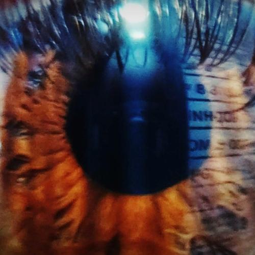 Photo #4310857
