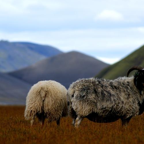 Photo #4310976