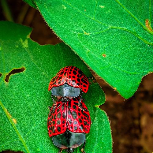 Photo #4313177