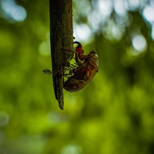 Photo #4313227