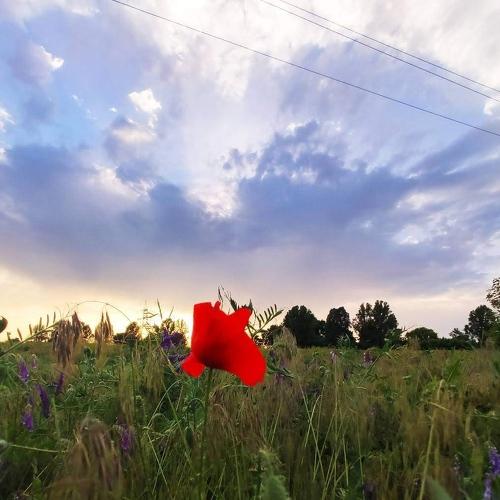 Photo #4313552
