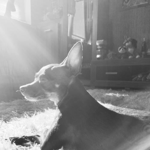 Photo #4313655