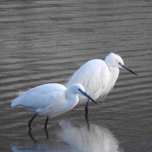 Little egret