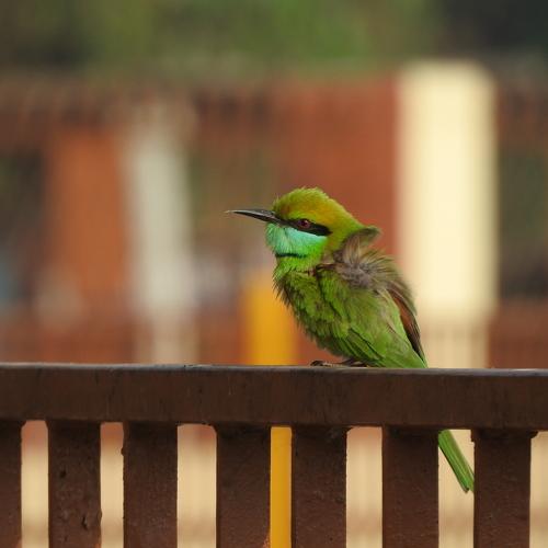 Green Bee-eater