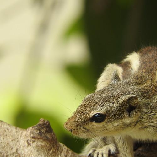 Sharpe Squirrel