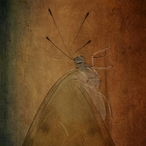 Photo #4314997