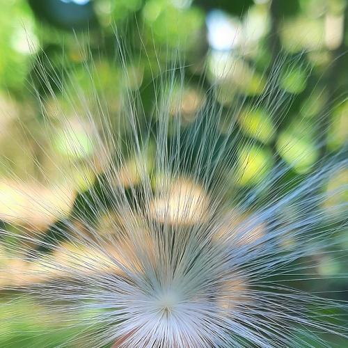 Floating flower