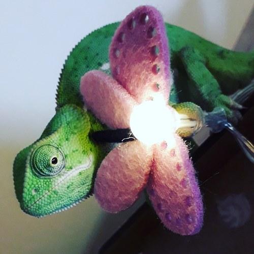 Photo #4315291