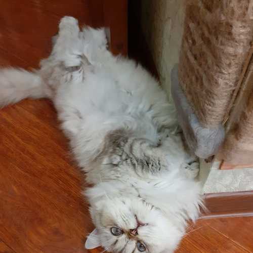 Photo #4315941