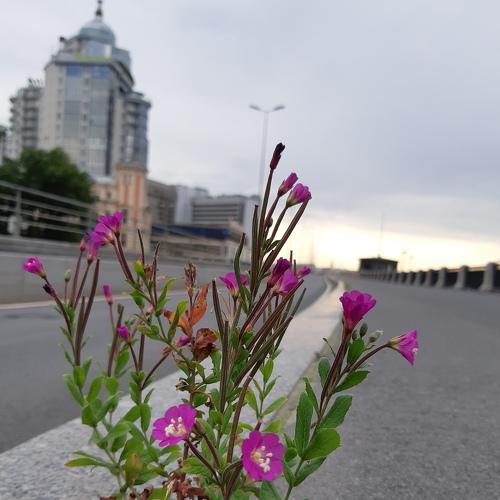 Photo #4316396