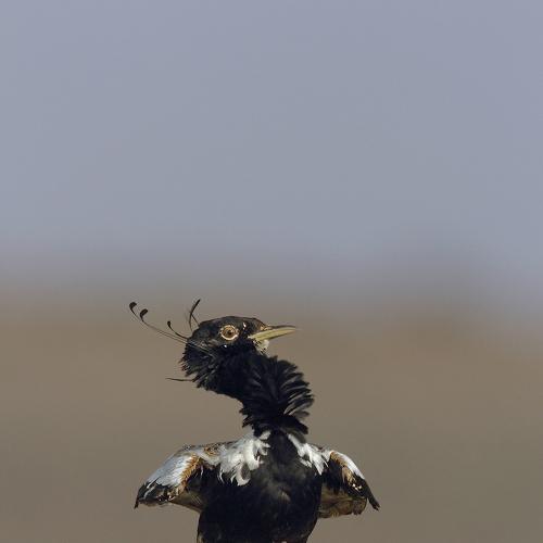 Beats of Grassland
