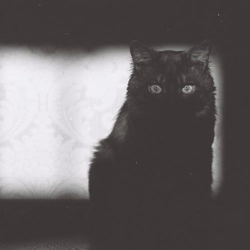 Кот Чуи
