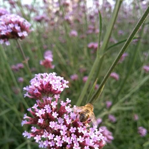 Photo #4317316