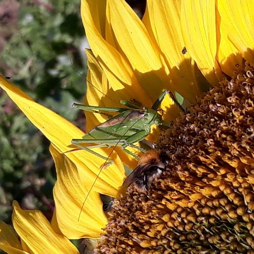 Photo #4317342