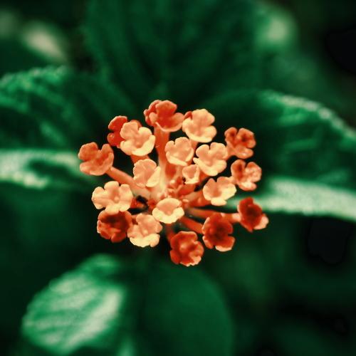 Photo #4317366