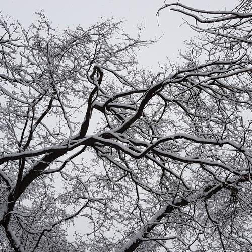 Photo #4318453
