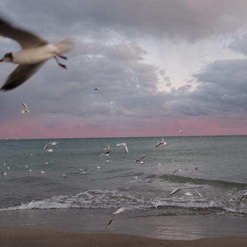 Photo #4318550