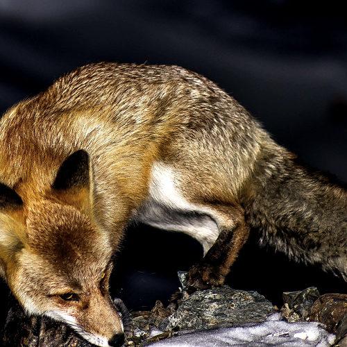 Photo #4319549