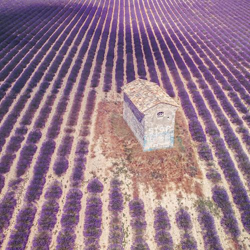Lavender barn