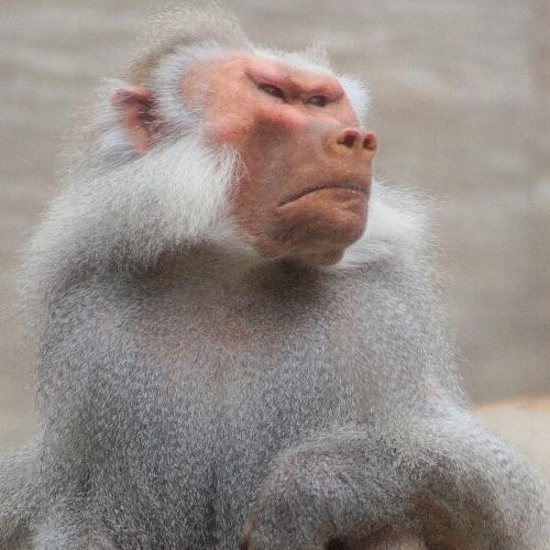 Photo #4320261
