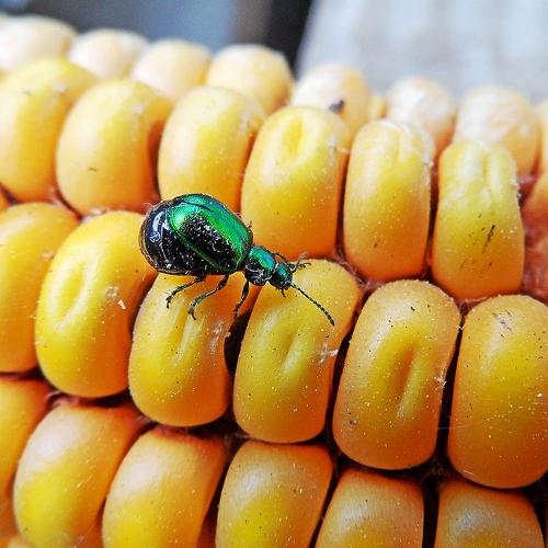 Photo #4321344