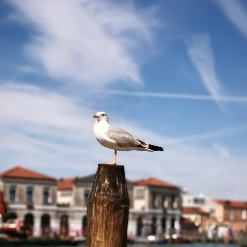 Gaviota solitaria