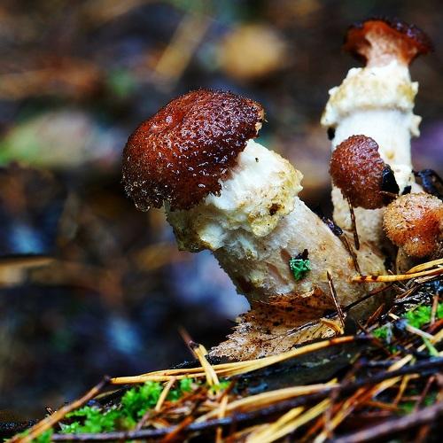 Photo #4321632