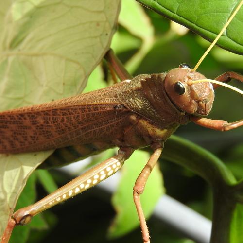 Photo #4321830