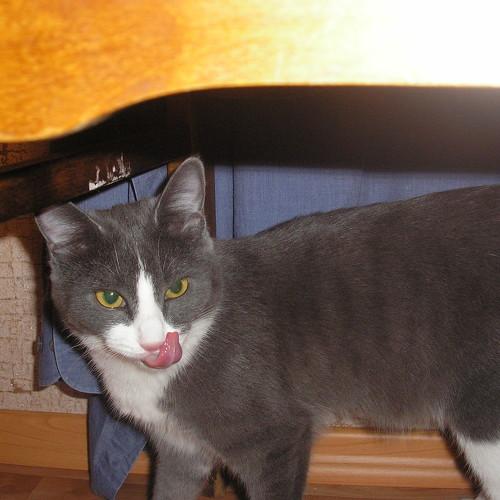 Photo #4322641