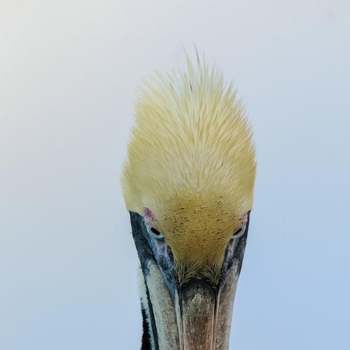 Pelicans at Sunrise