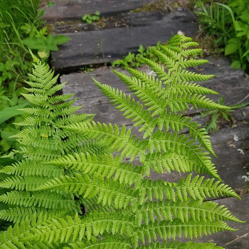 Photo #4323971