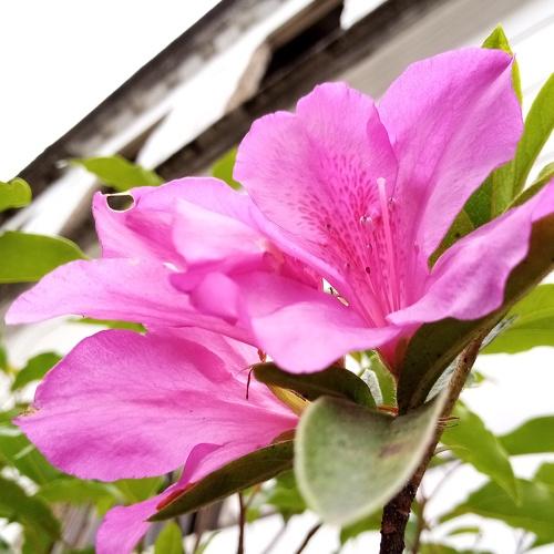 The blossom of yesterday