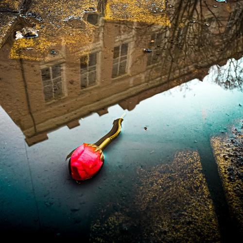 Зеркала Небес. Роза.