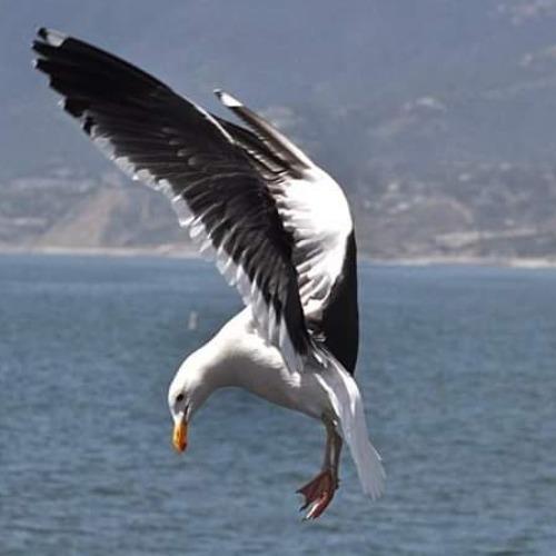 Photo #4324820