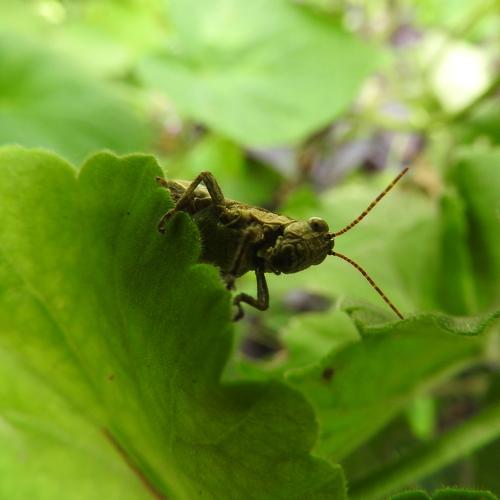 Langosta verde