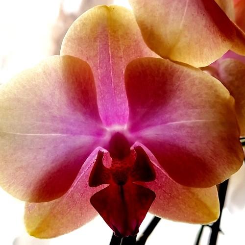 Photo #4325020