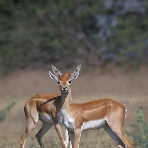 Photo #4325338