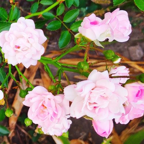 Photo #4325575